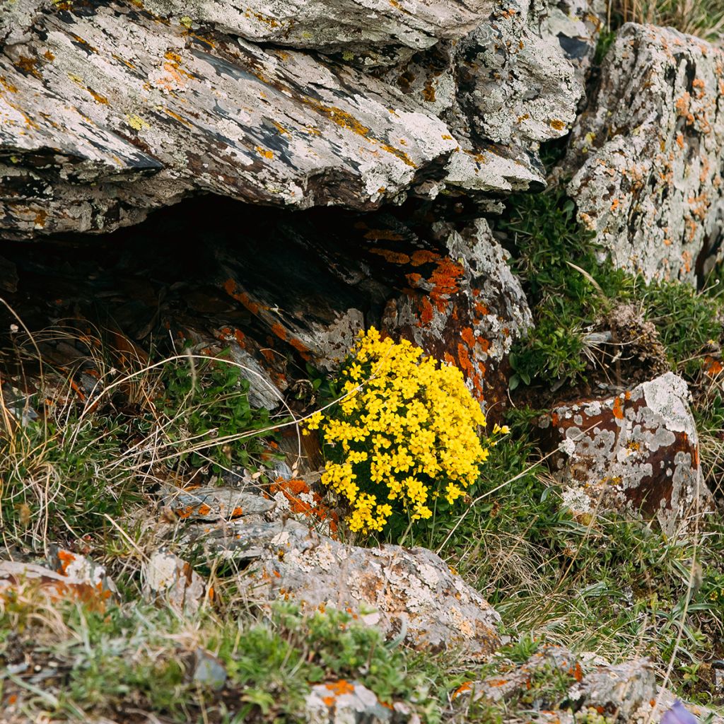 Caltha palustris Polypetala - Sumpf-Dotterblume