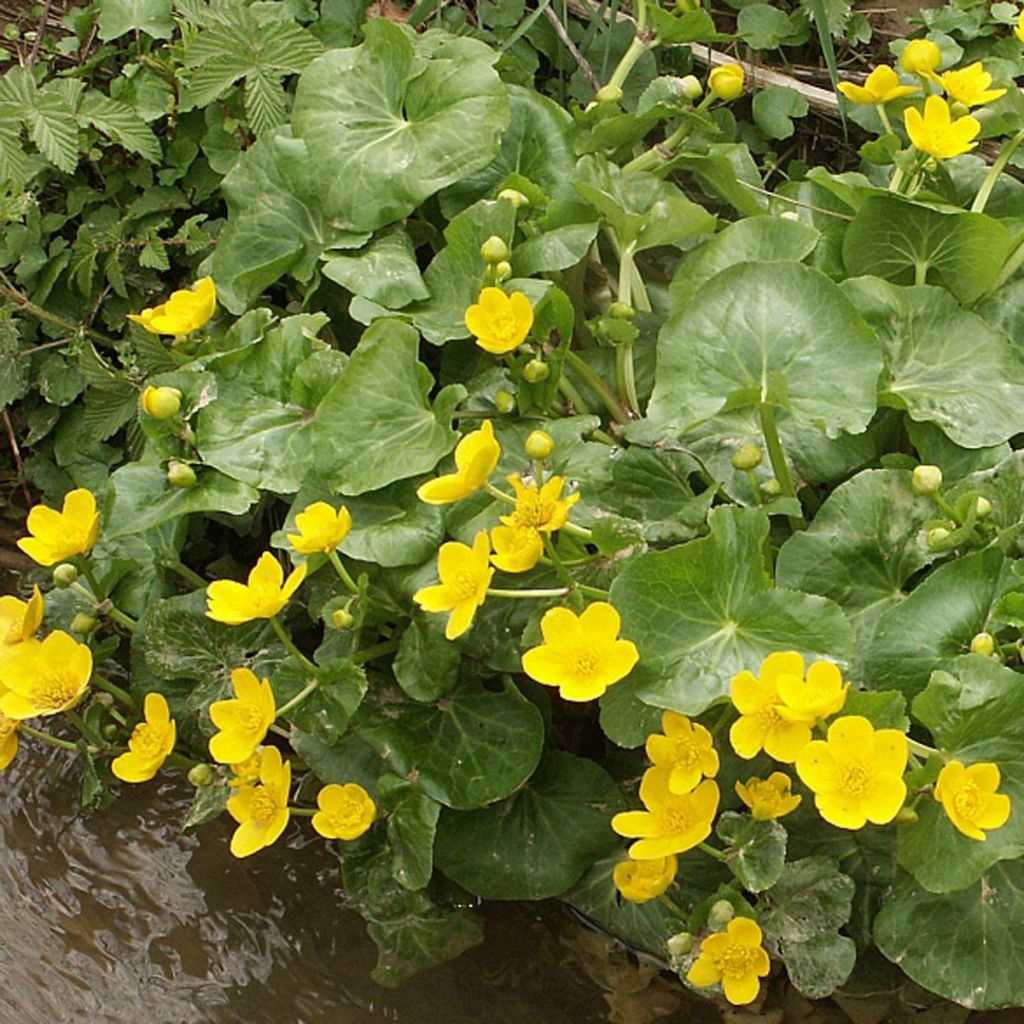 Caltha palustris Polypetala - Populage - Souci des marais