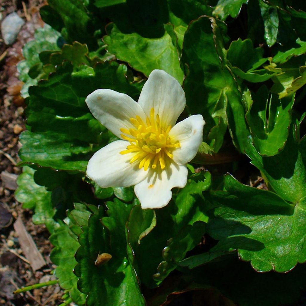 Caltha palustris var. alba - Sumpf-Dotterblume