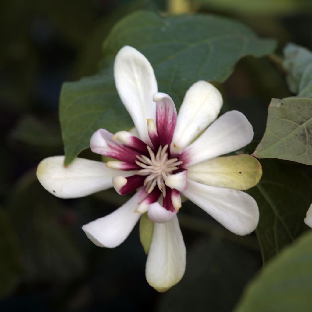 Calycanthus raulstonii Venus - Gewürzstrauch