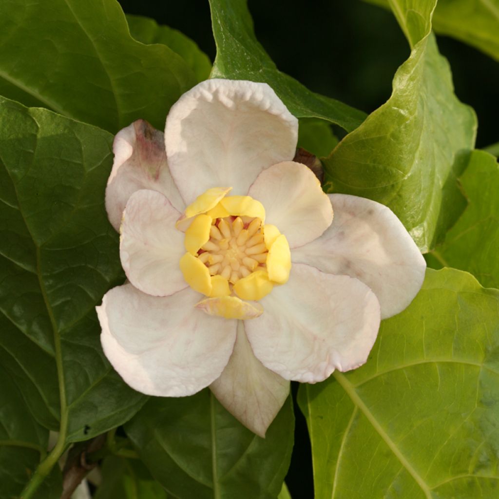 Calycanthus chinensis -Chinesische Wachsstrauch