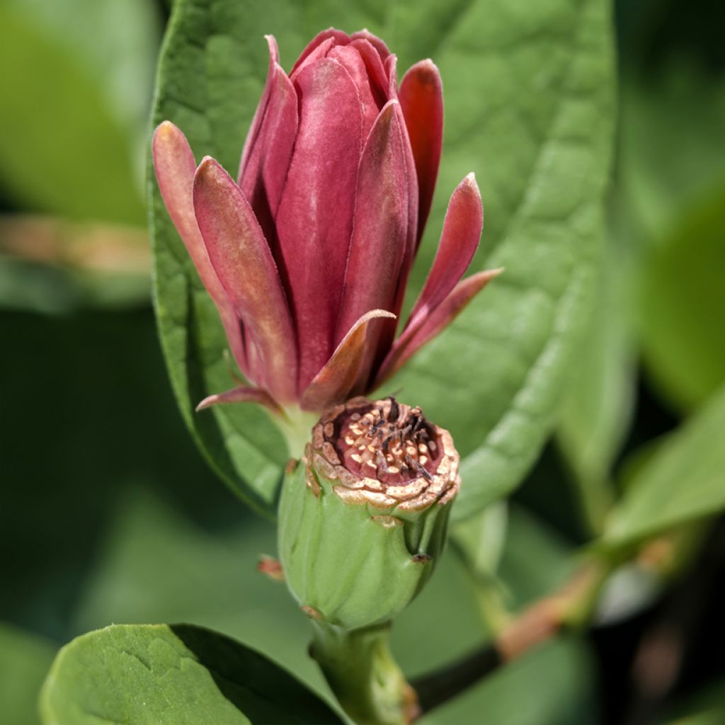 Calycanthus floridus - Echter Gewürzstrauch