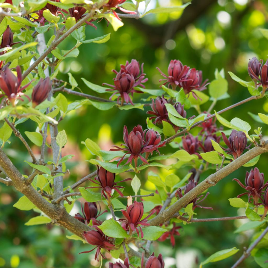 Calycanthus floridus - Echter Gewürzstrauch