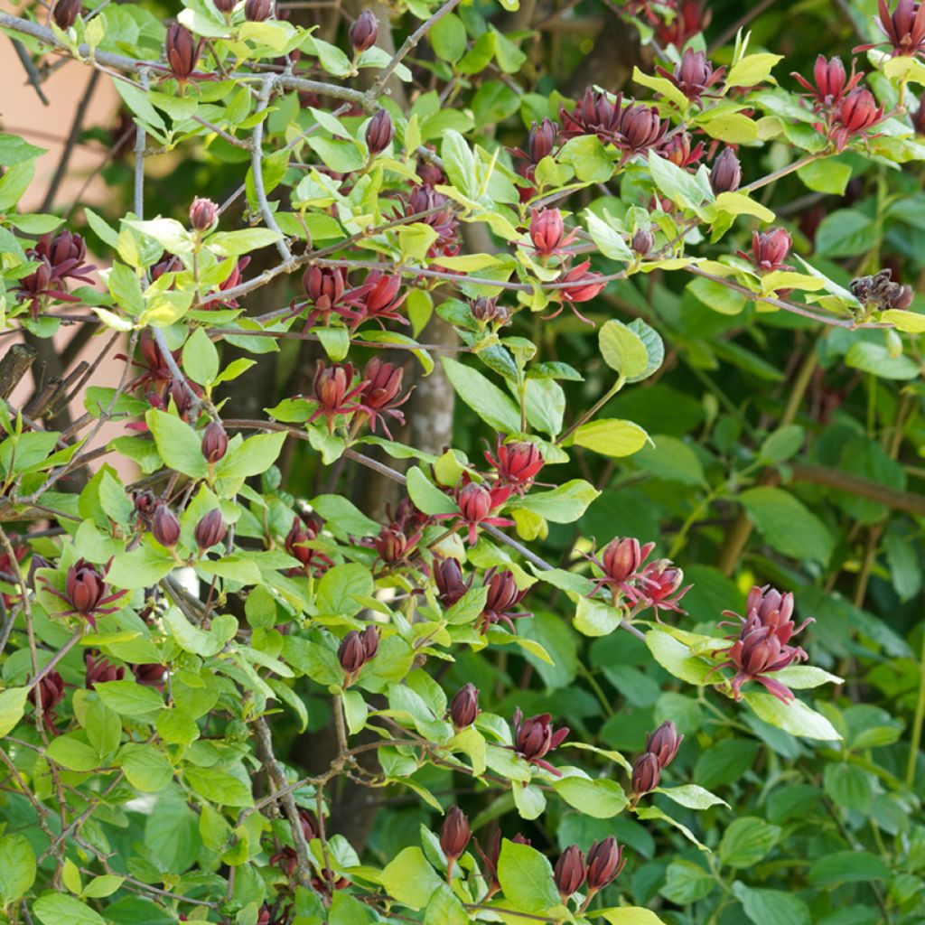 Calycanthus floridus - Echter Gewürzstrauch