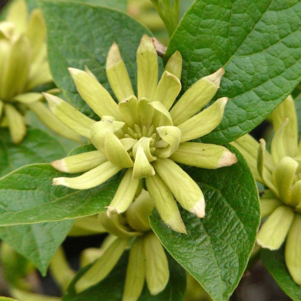 Calycanthus floridus Athens - Echter Gewürzstrauch