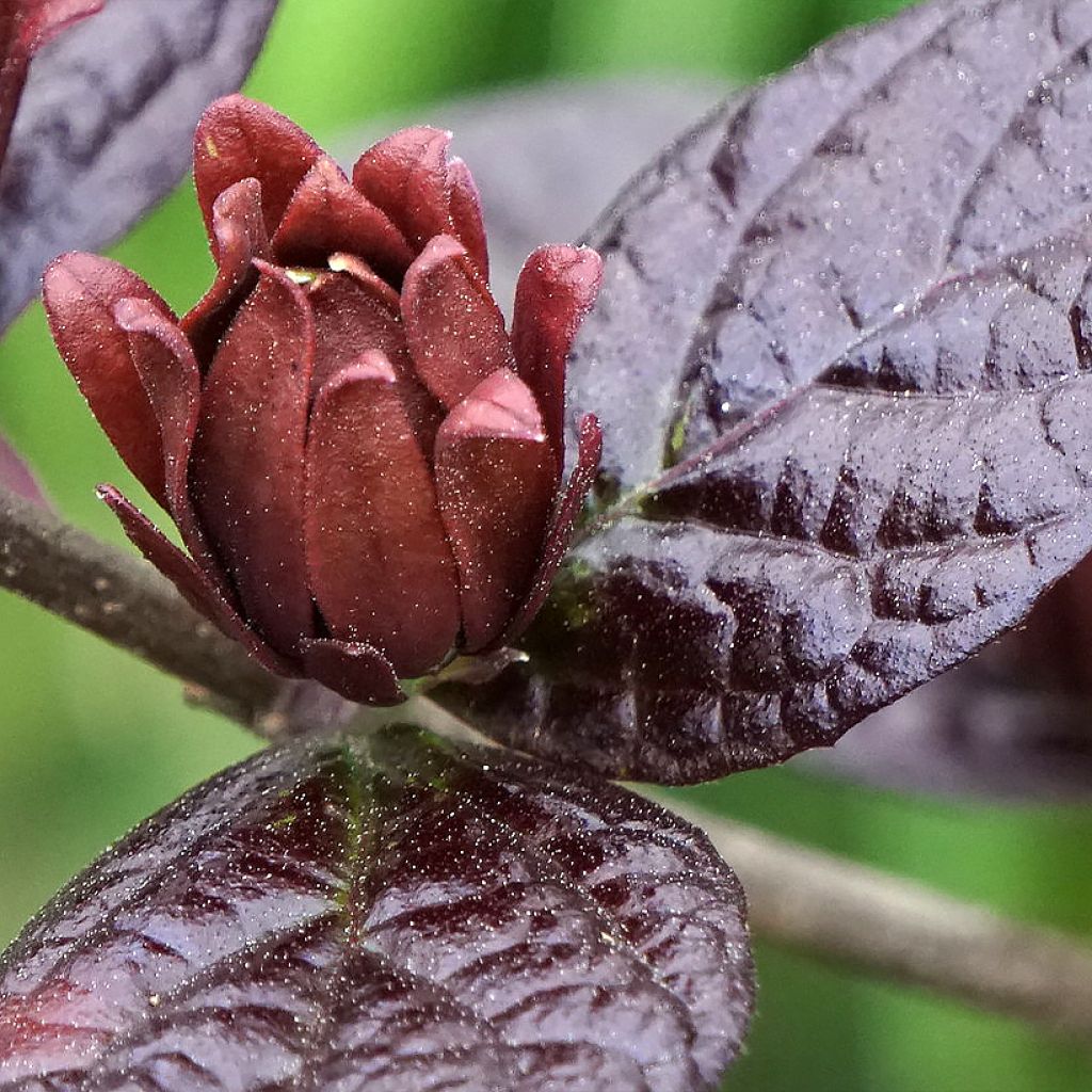 Calycanthus floridus var purpureus Burgundy Spice - Echter Gewürzstrauch