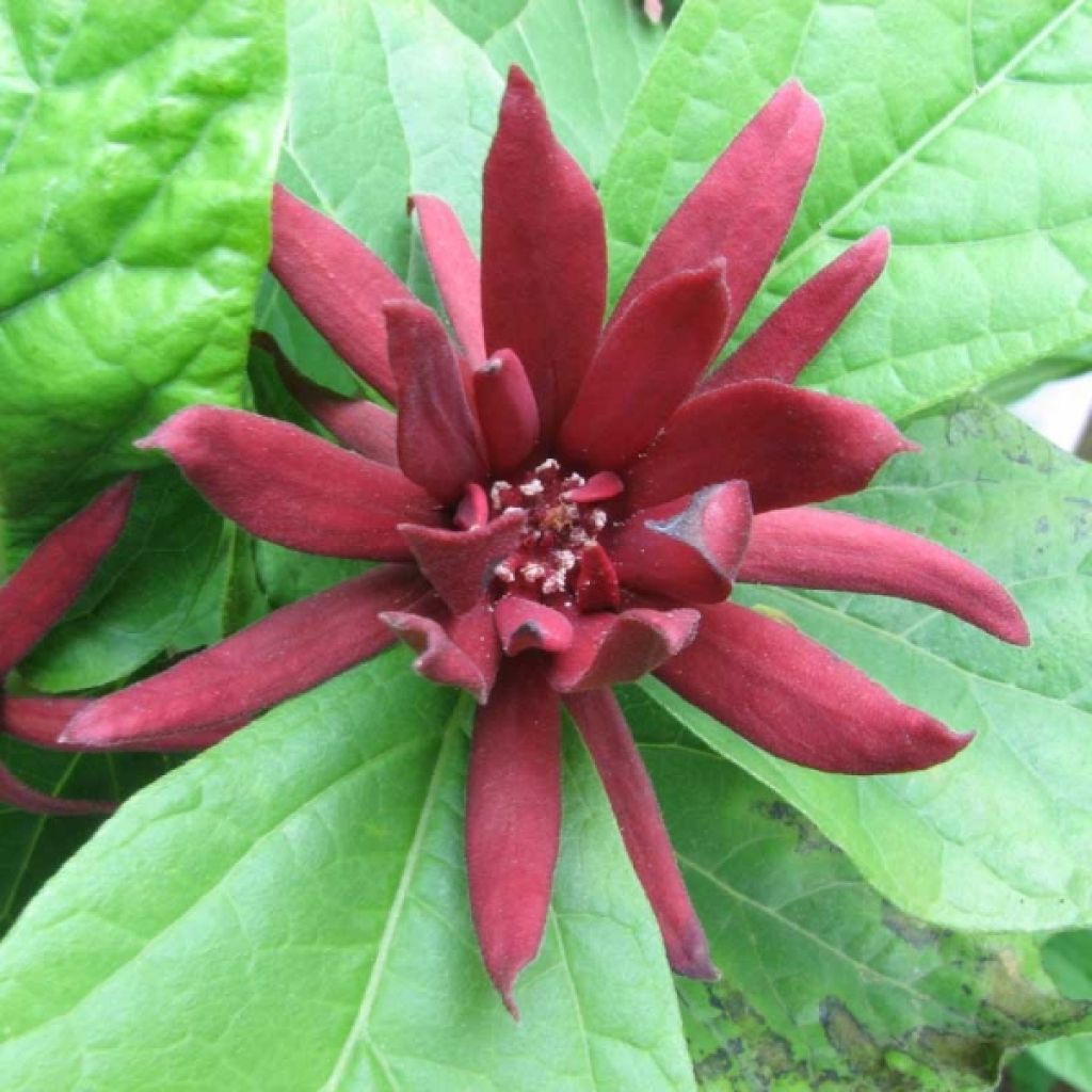 Calycanthus floridus - Arbre aux anémones