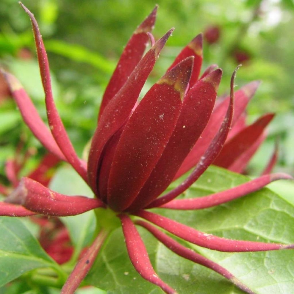 Calycanthus floridus - Echter Gewürzstrauch