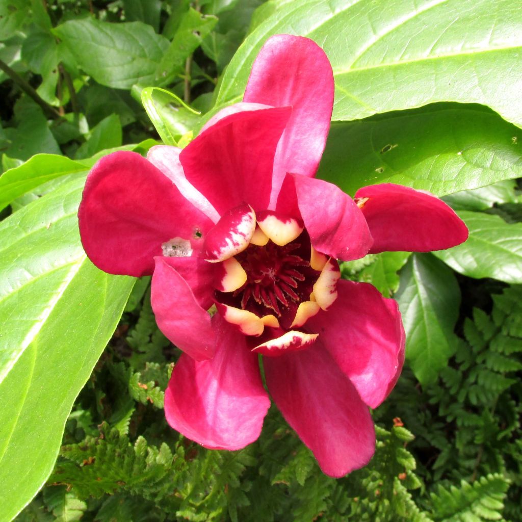 Calycanthus raulstonii Aphrodite - Gewürzstrauch