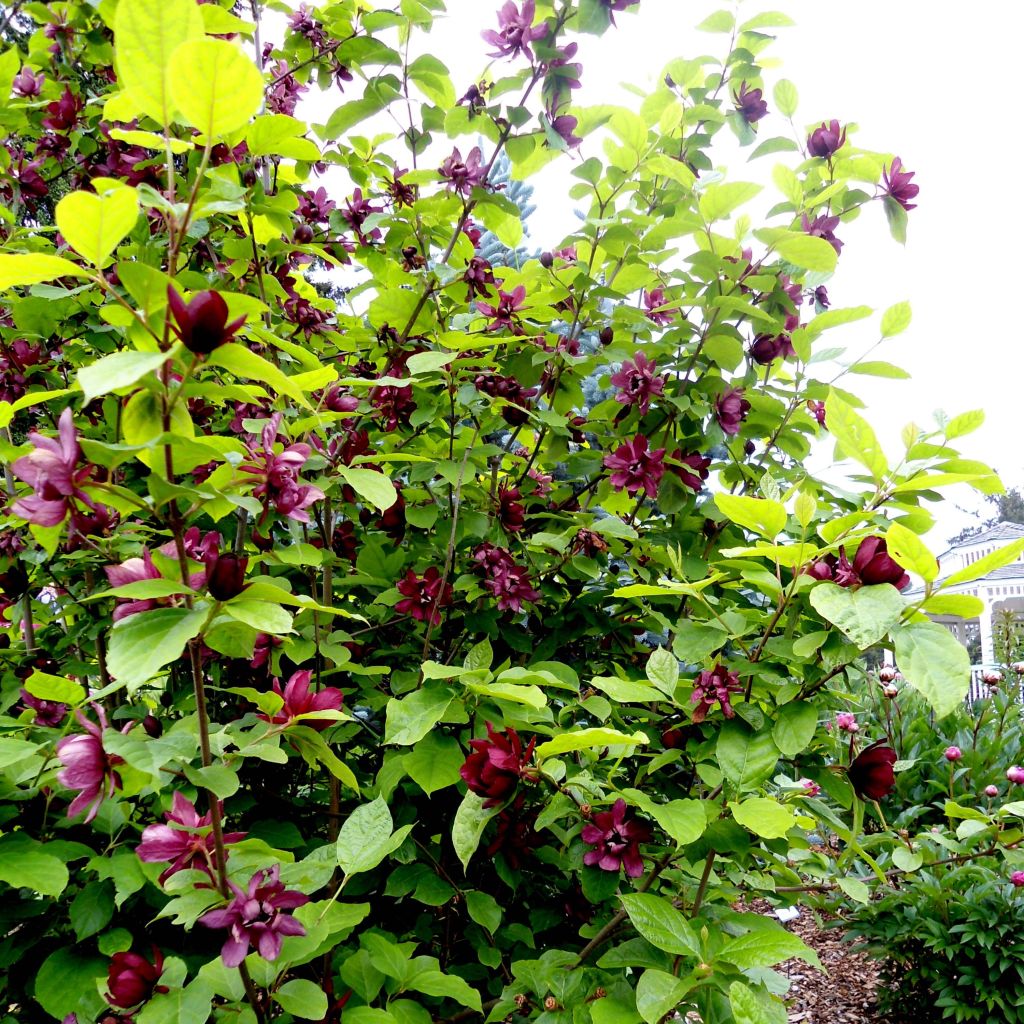 Calycanthus raulstonii Aphrodite - Gewürzstrauch