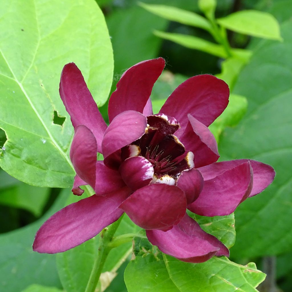 Calycanthus raulstonii Aphrodite - Gewürzstrauch