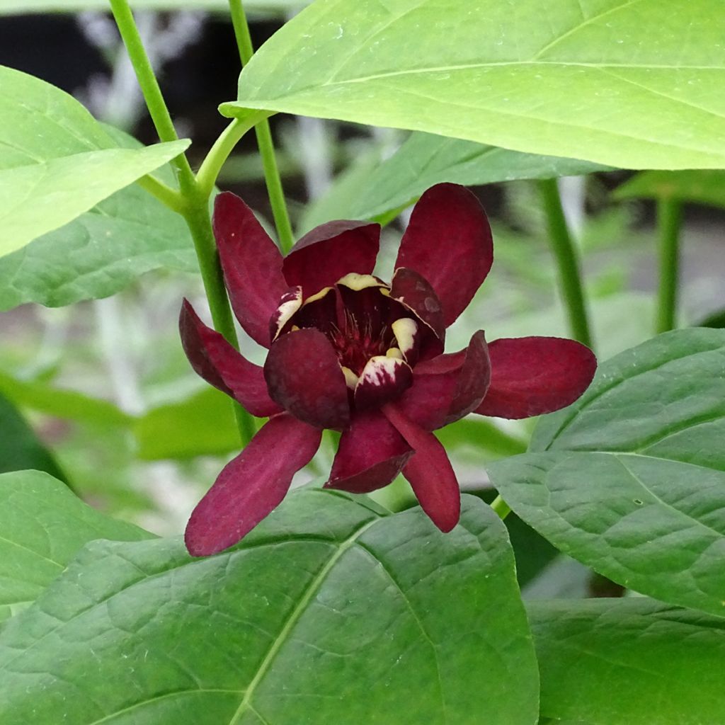 Calycanthus raulstonii Aphrodite - Gewürzstrauch