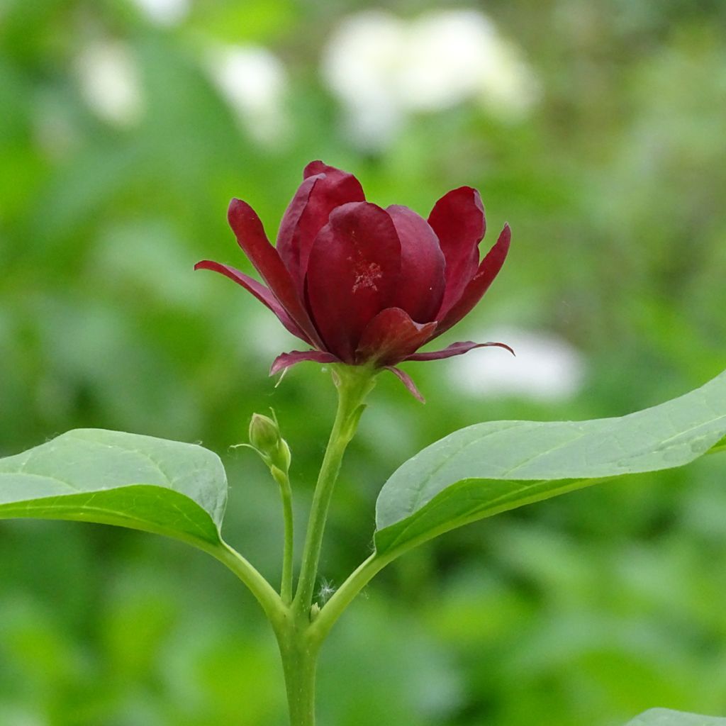 Calycanthus raulstonii Aphrodite - Gewürzstrauch