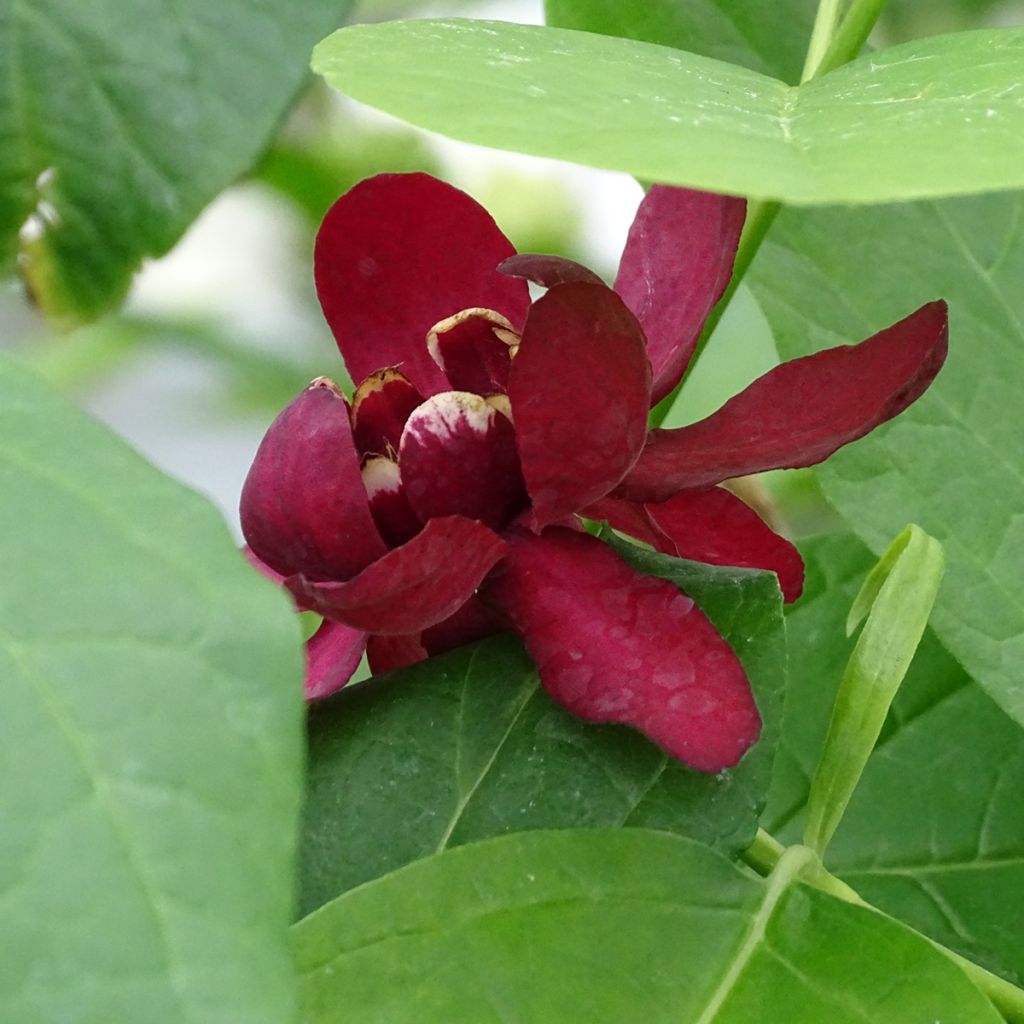 Calycanthus raulstonii Aphrodite - Arbre aux anémones.