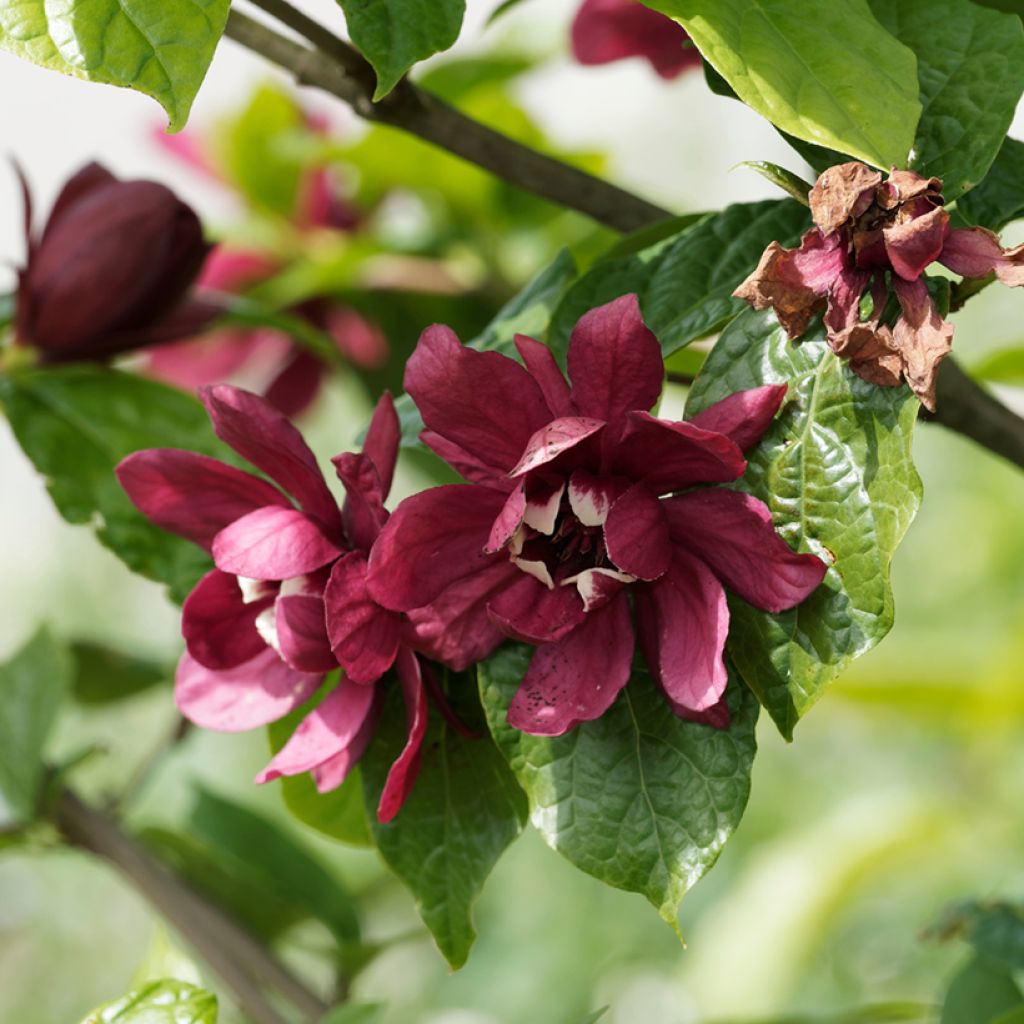 Calycanthus raulstonii Aphrodite - Gewürzstrauch