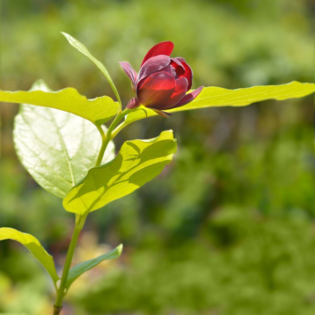 Calycanthus raulstonii Aphrodite - Gewürzstrauch