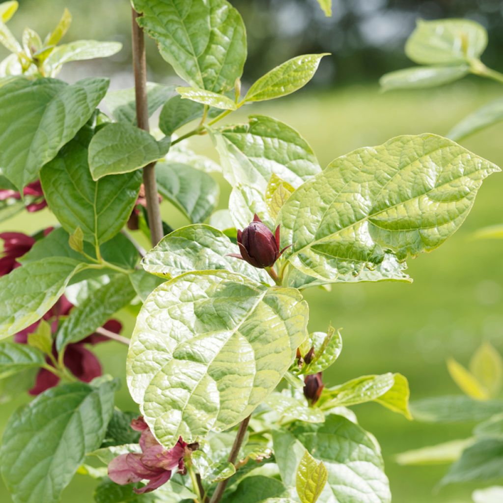 Calycanthus raulstonii Aphrodite - Gewürzstrauch