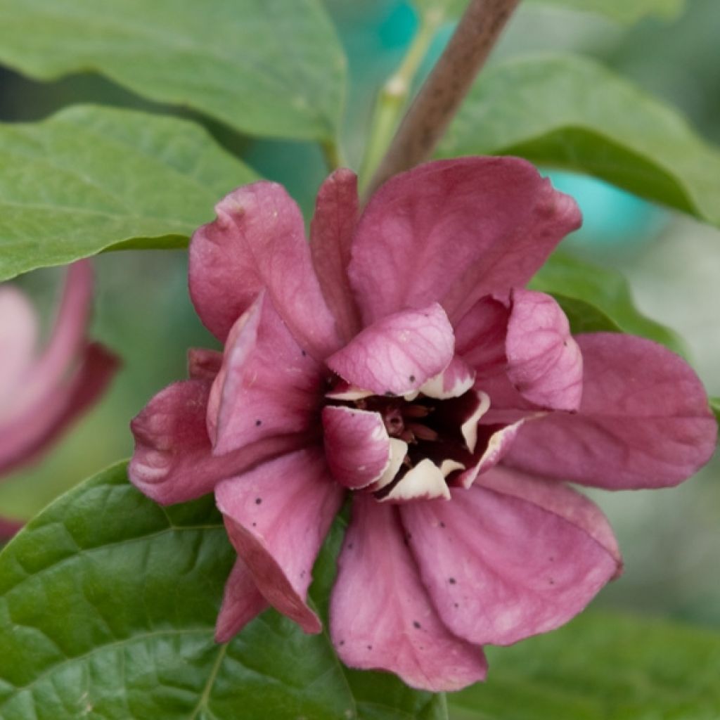 Calycanthus raulstonii Hartlage Wine - Gewürzstrauch