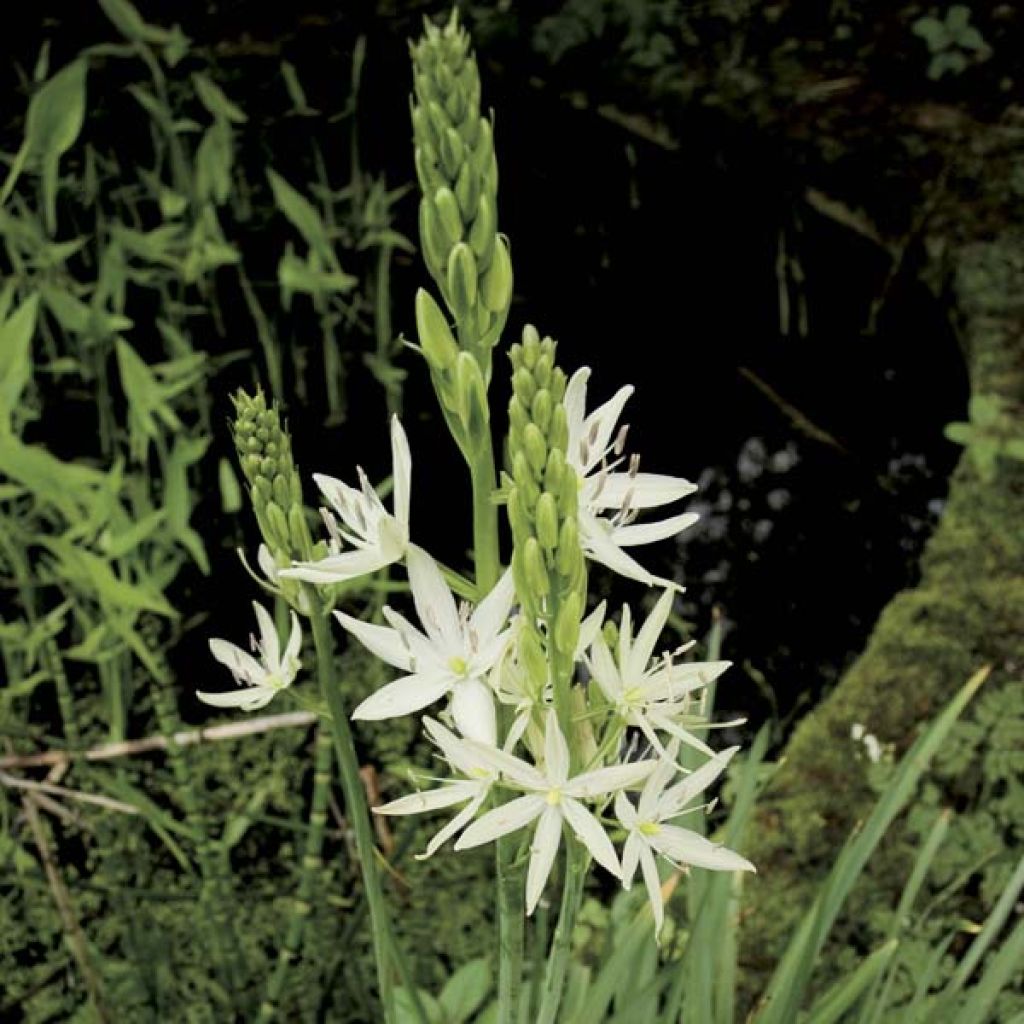 Camassia Leichtlinii Blanc