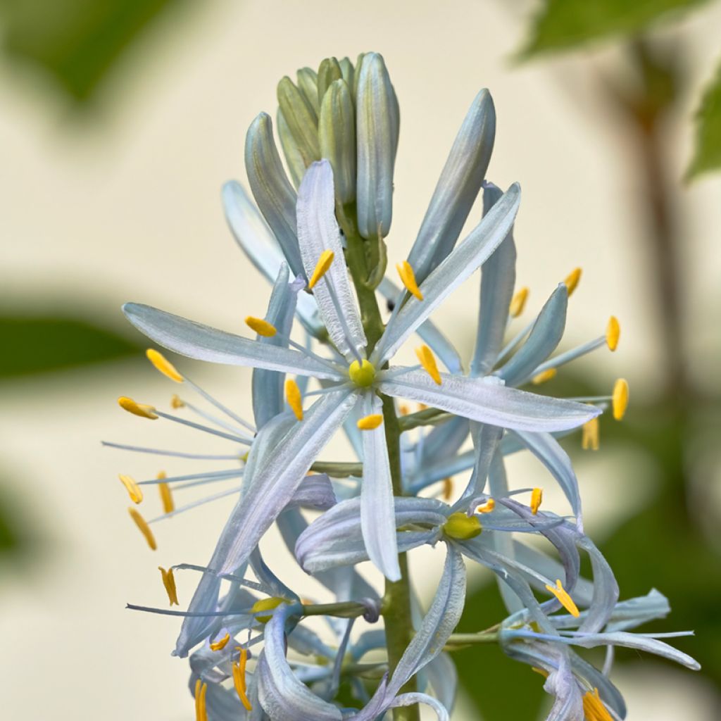 Camassia cusickii