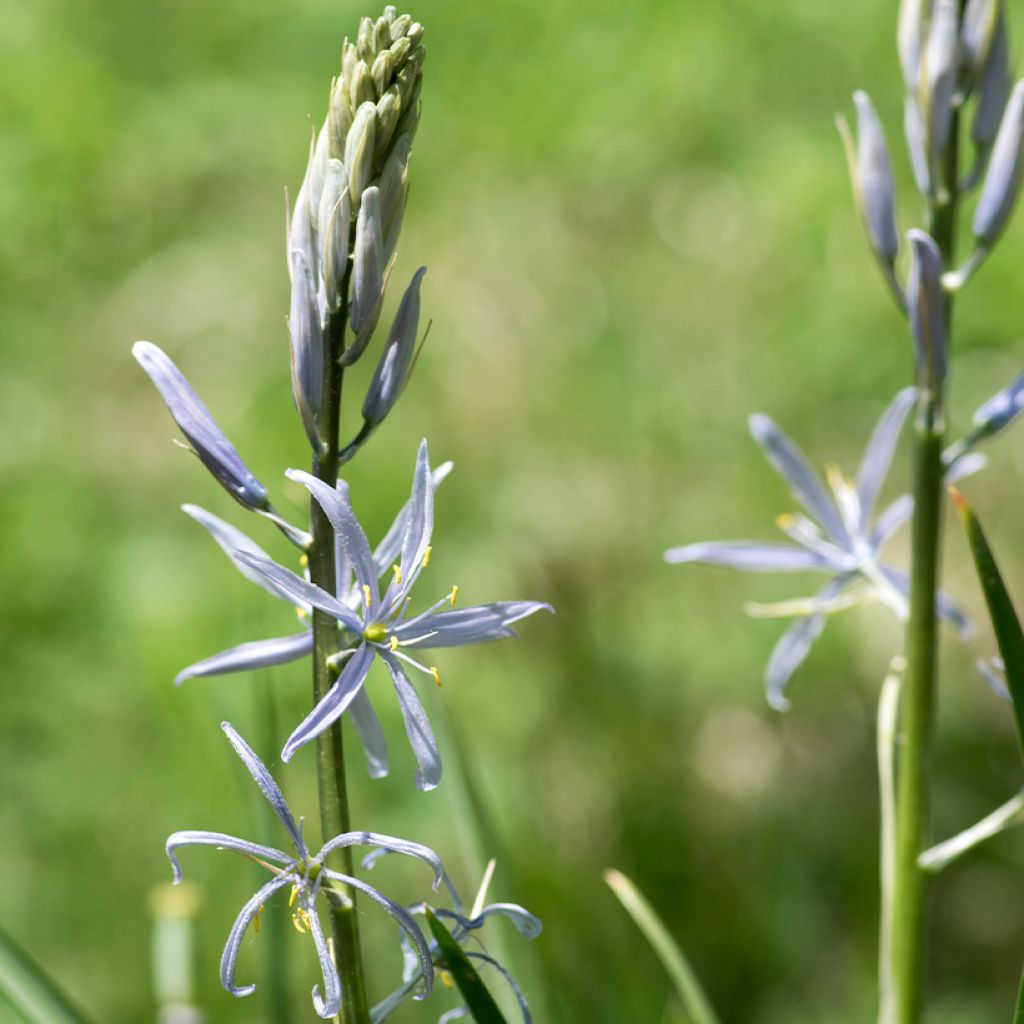 Camassia cusickii