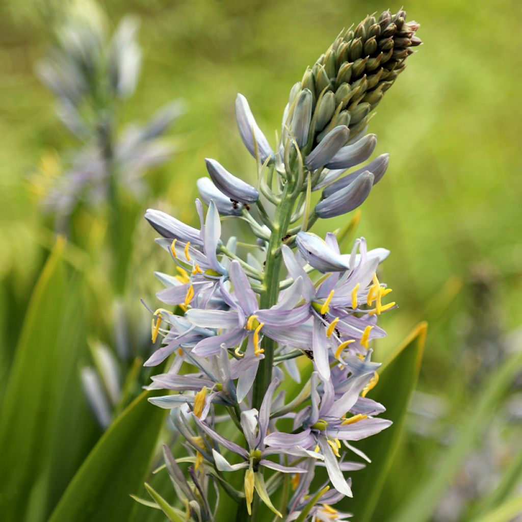 Camassia cusickii