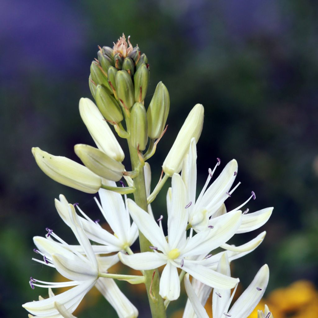 Camassia leichtlinii Alba - Prärielilie