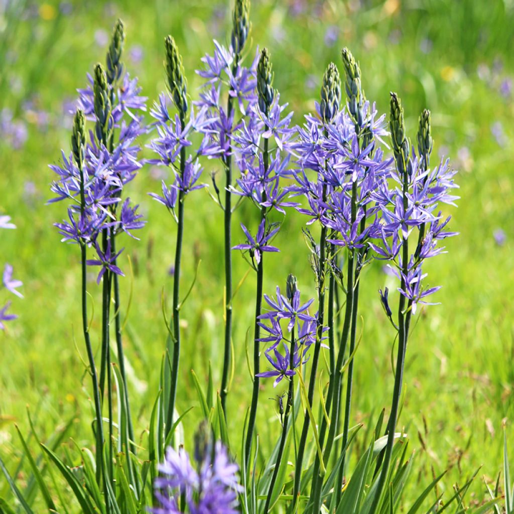 Camassia leichtlinii Caerulea