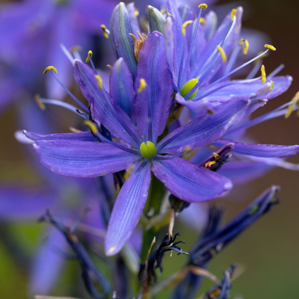 Camassia leichtlinii Caerulea