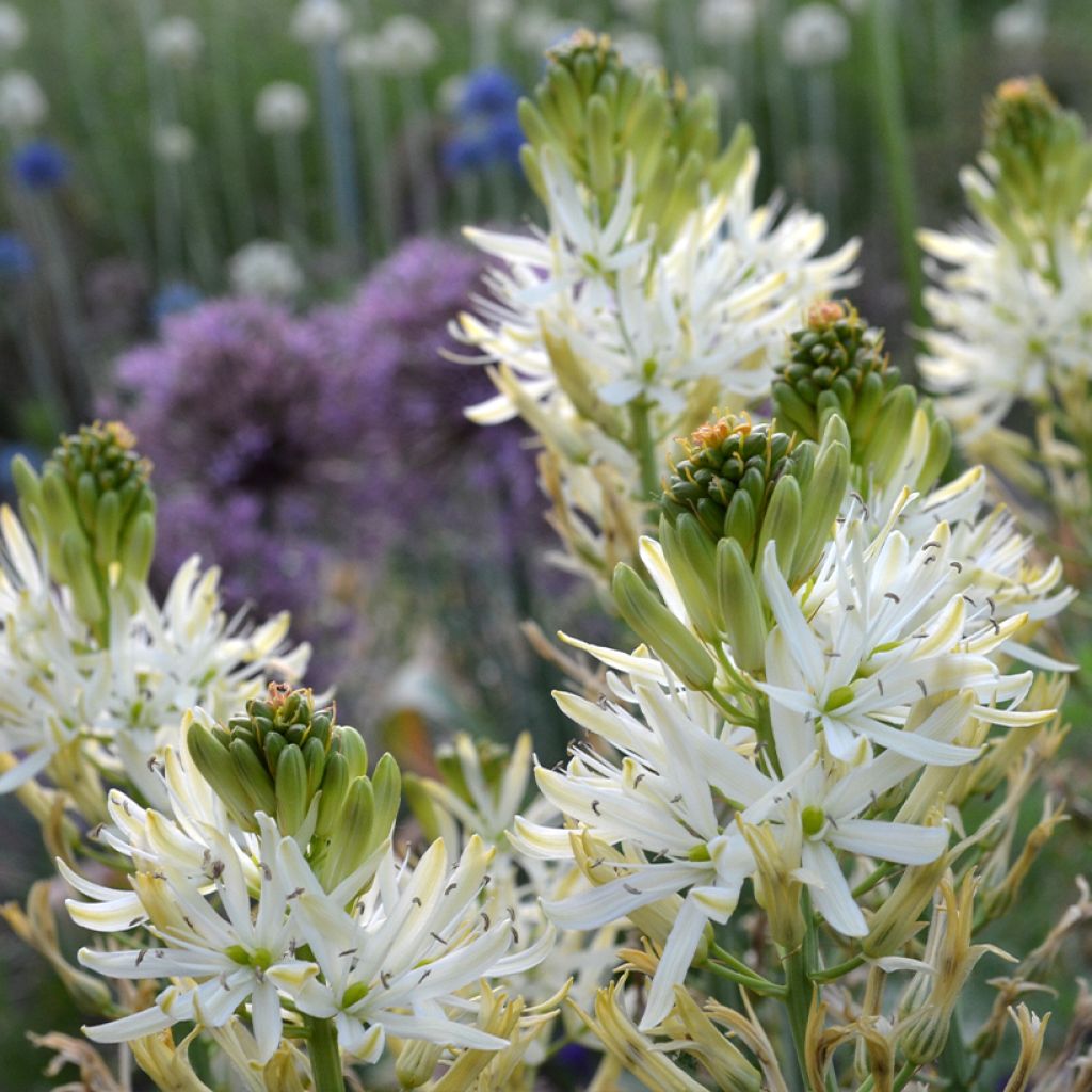 Camassia leichtlinii Sacajawea