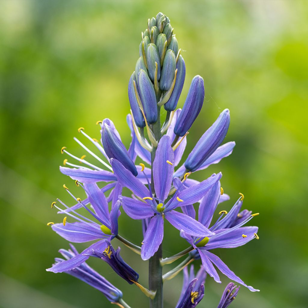 Camassia quamash Blue Melody - Prärielilie