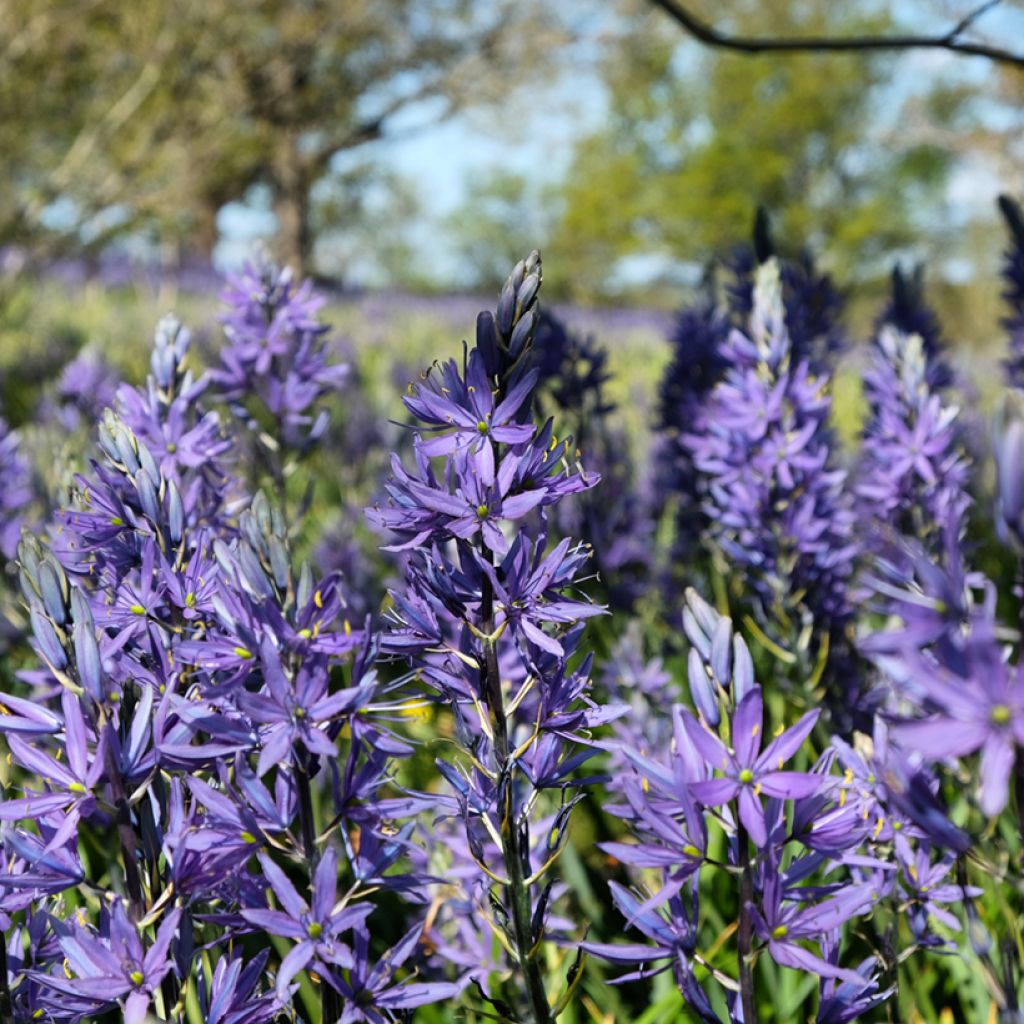 Camassia quamash Blue Melody