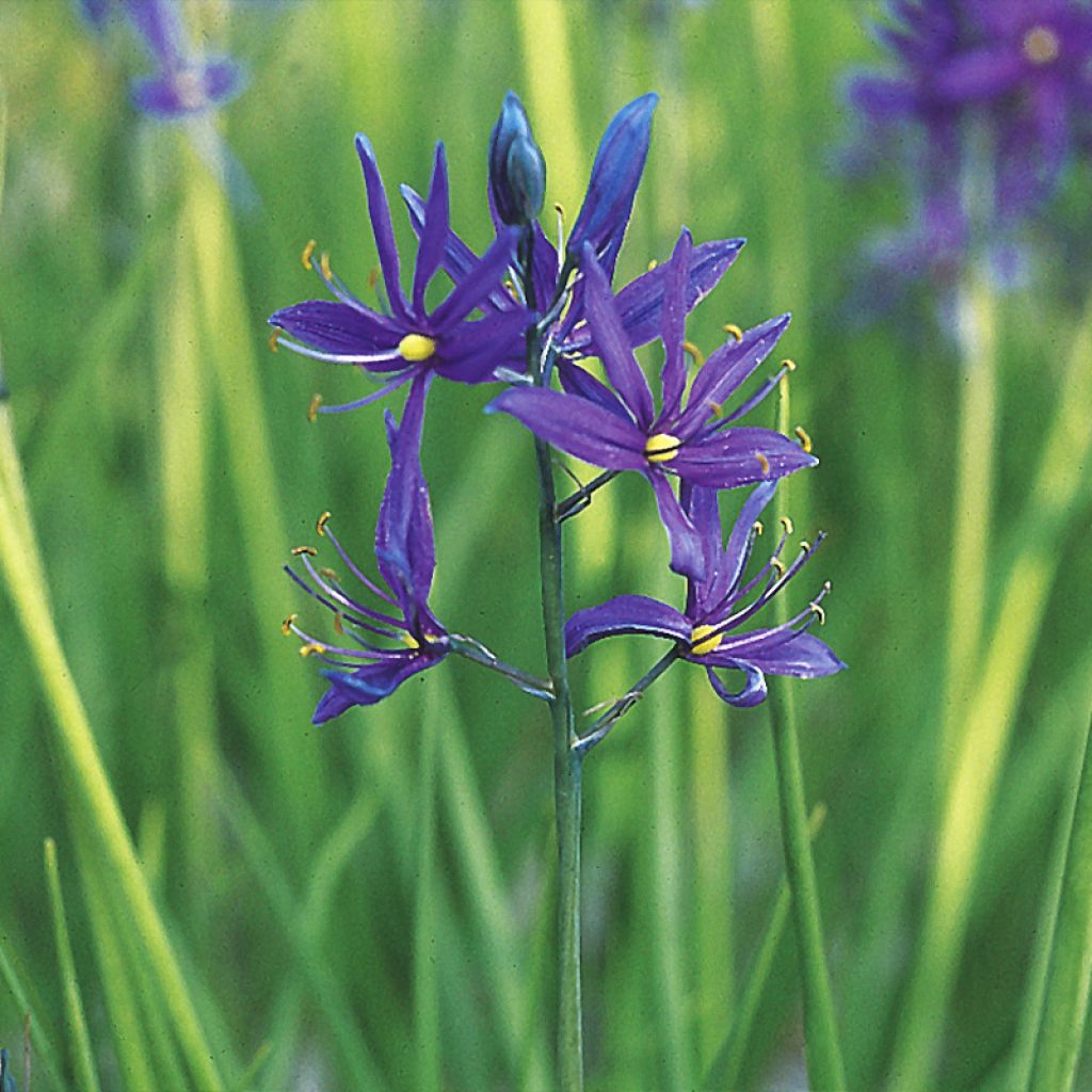 Camassia quamash Orion - Prärielilie