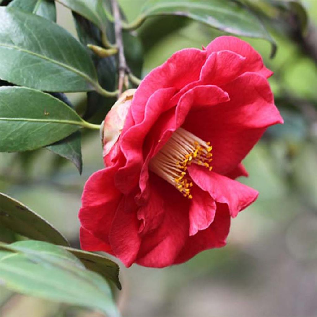 Camellia Adolphe Audusson - Japanische Kamelie