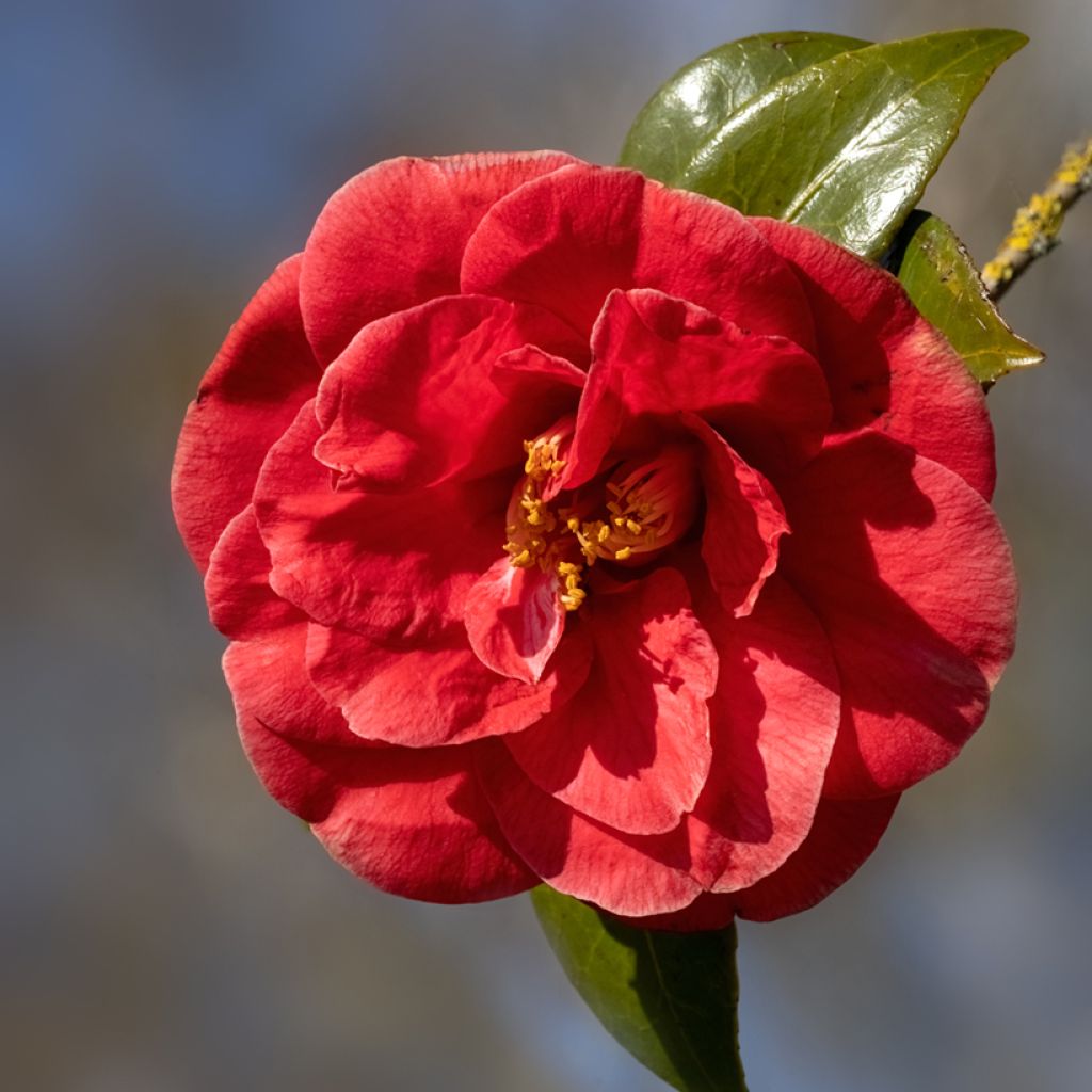 Camellia Adolphe Audusson - Japanische Kamelie