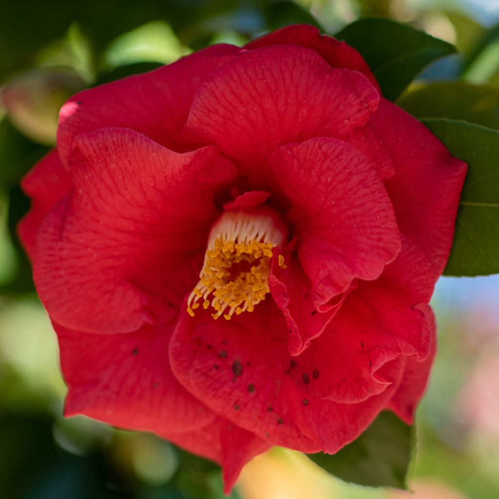 Camellia Adolphe Audusson - Japanische Kamelie