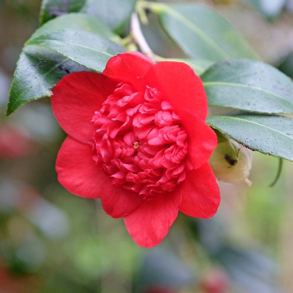 Camellia Bob's Tinsie - Japanische Kamelie