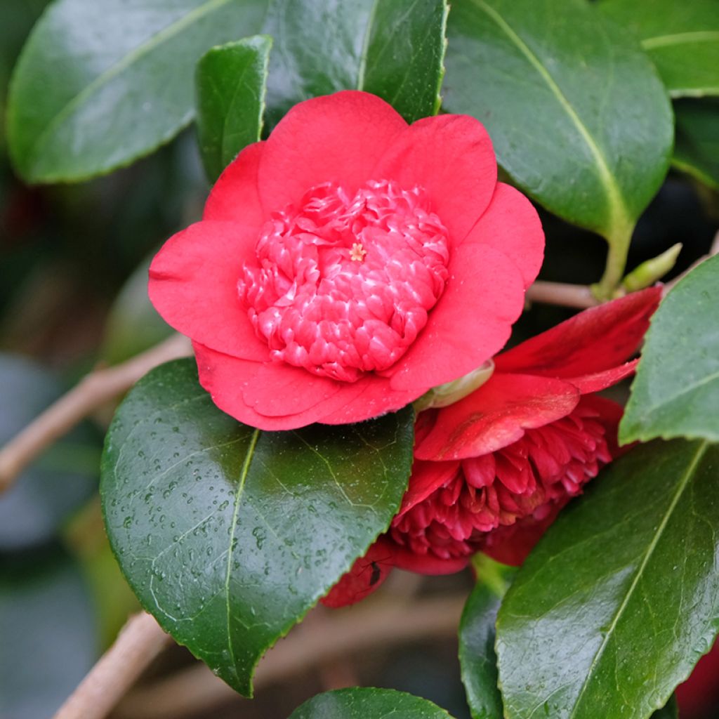 Camellia Bob's Tinsie - Japanische Kamelie