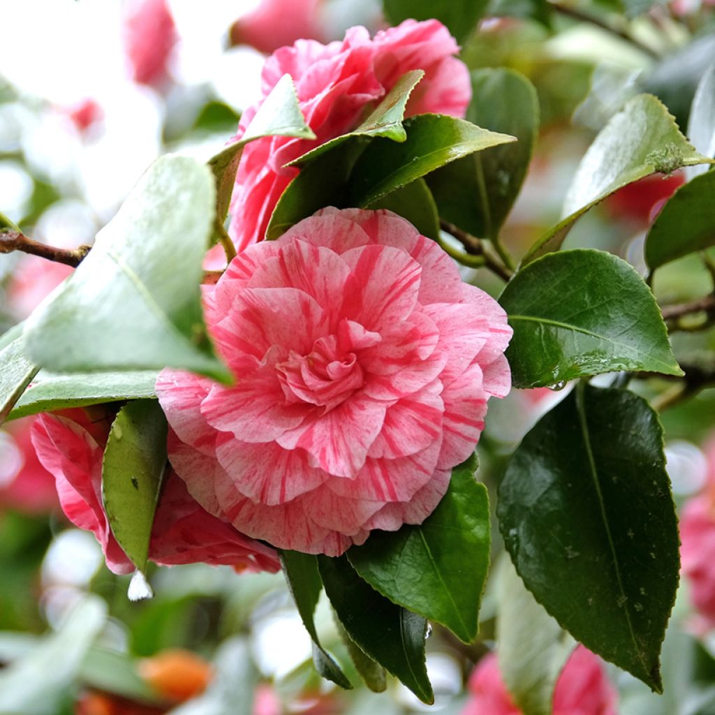 Camellia Comte de Gomer - Japanische Kamelie