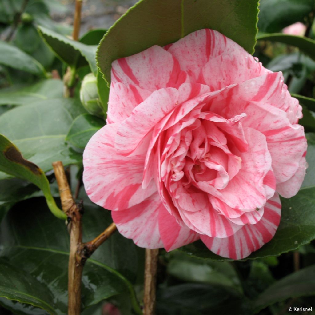 Camellia Comte de Gomer - Japanische Kamelie