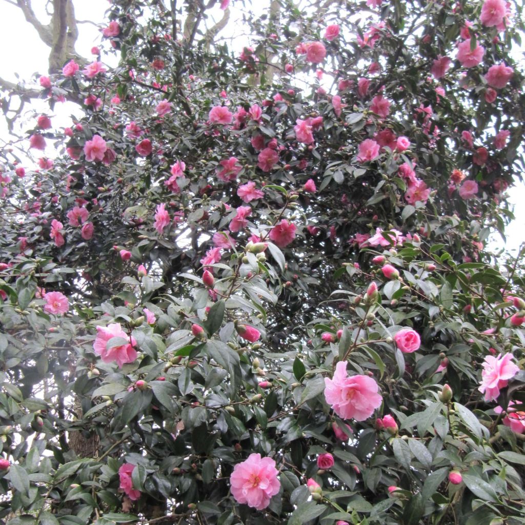 Camellia williamsii Donation - Kamelie