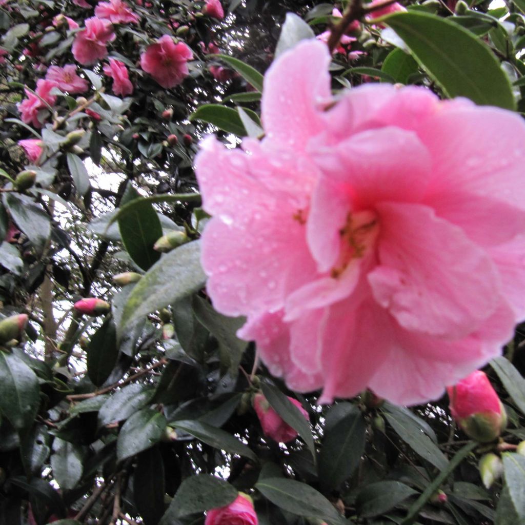 Camélia Donation - Camellia (x) williamsii