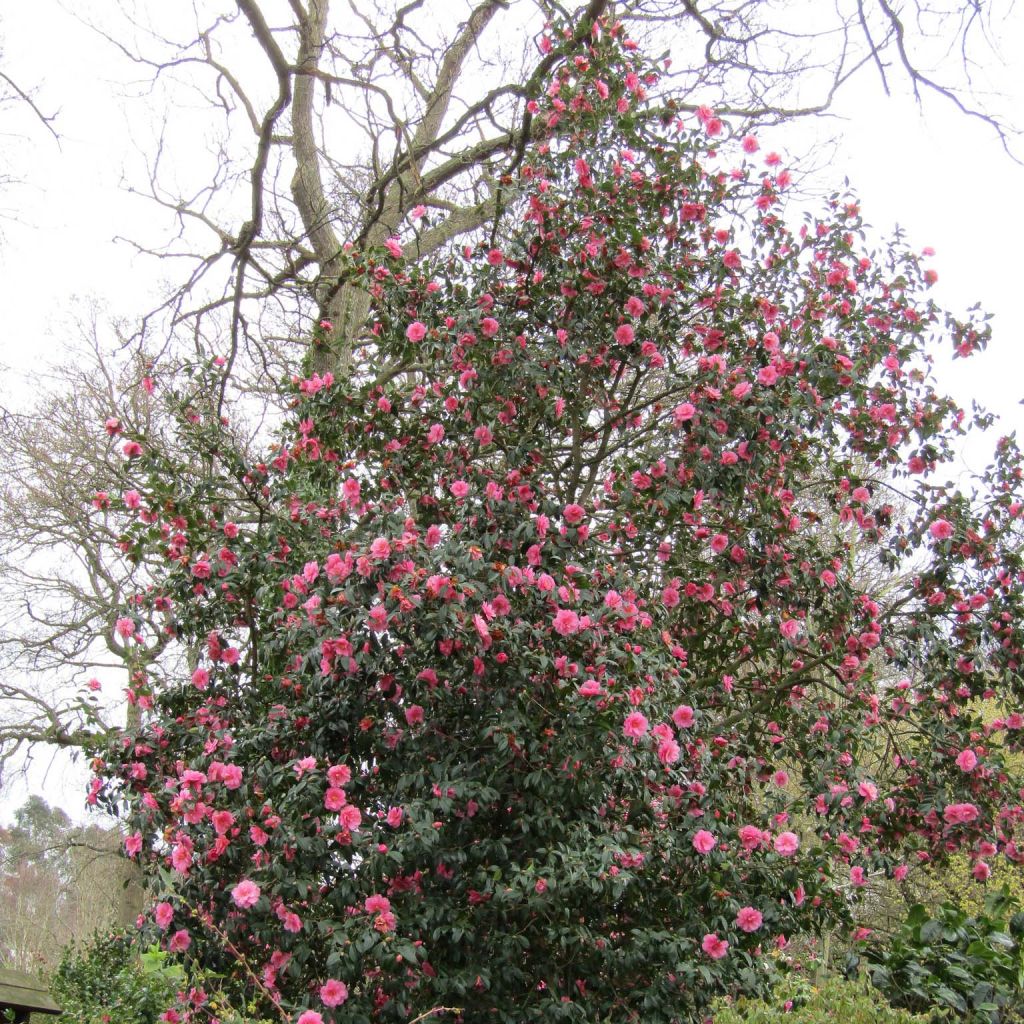 Camellia williamsii Donation - Kamelie