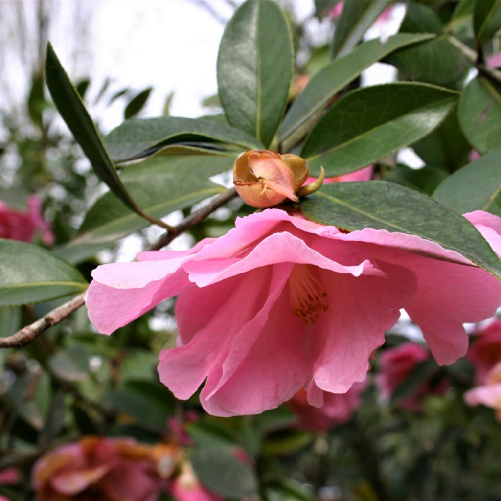 Camellia williamsii Donation - Kamelie