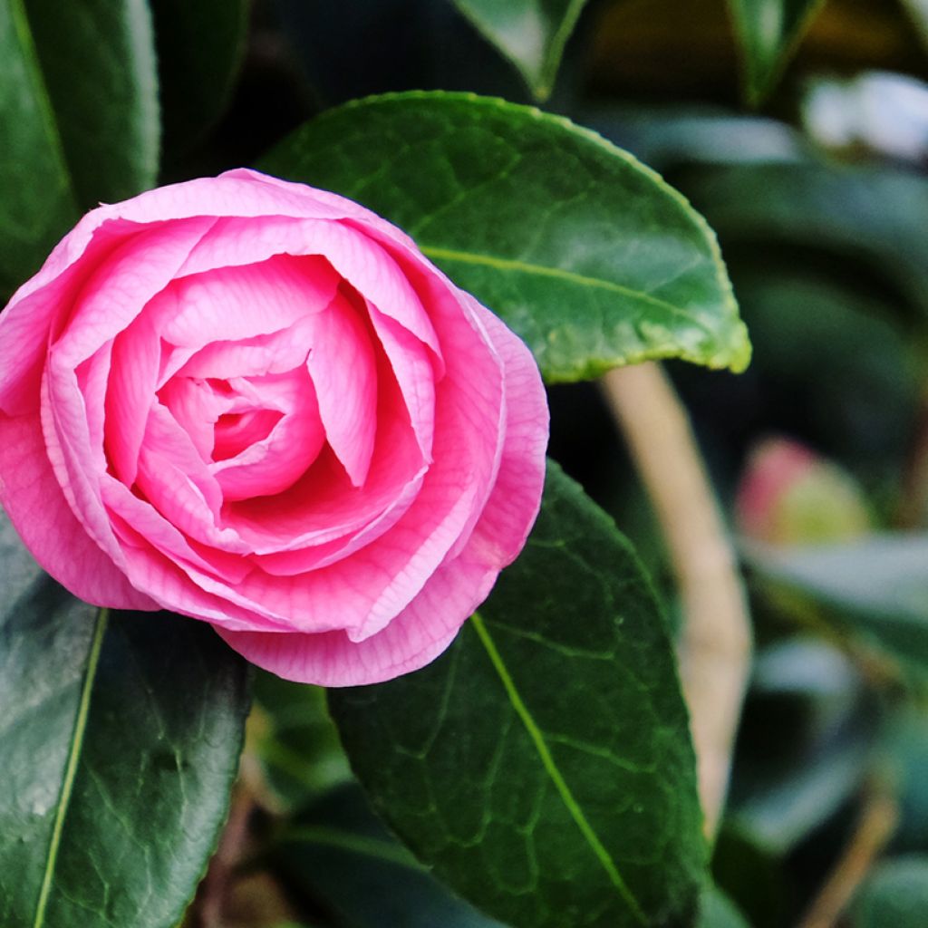 Camellia williamsii Donation - Kamelie