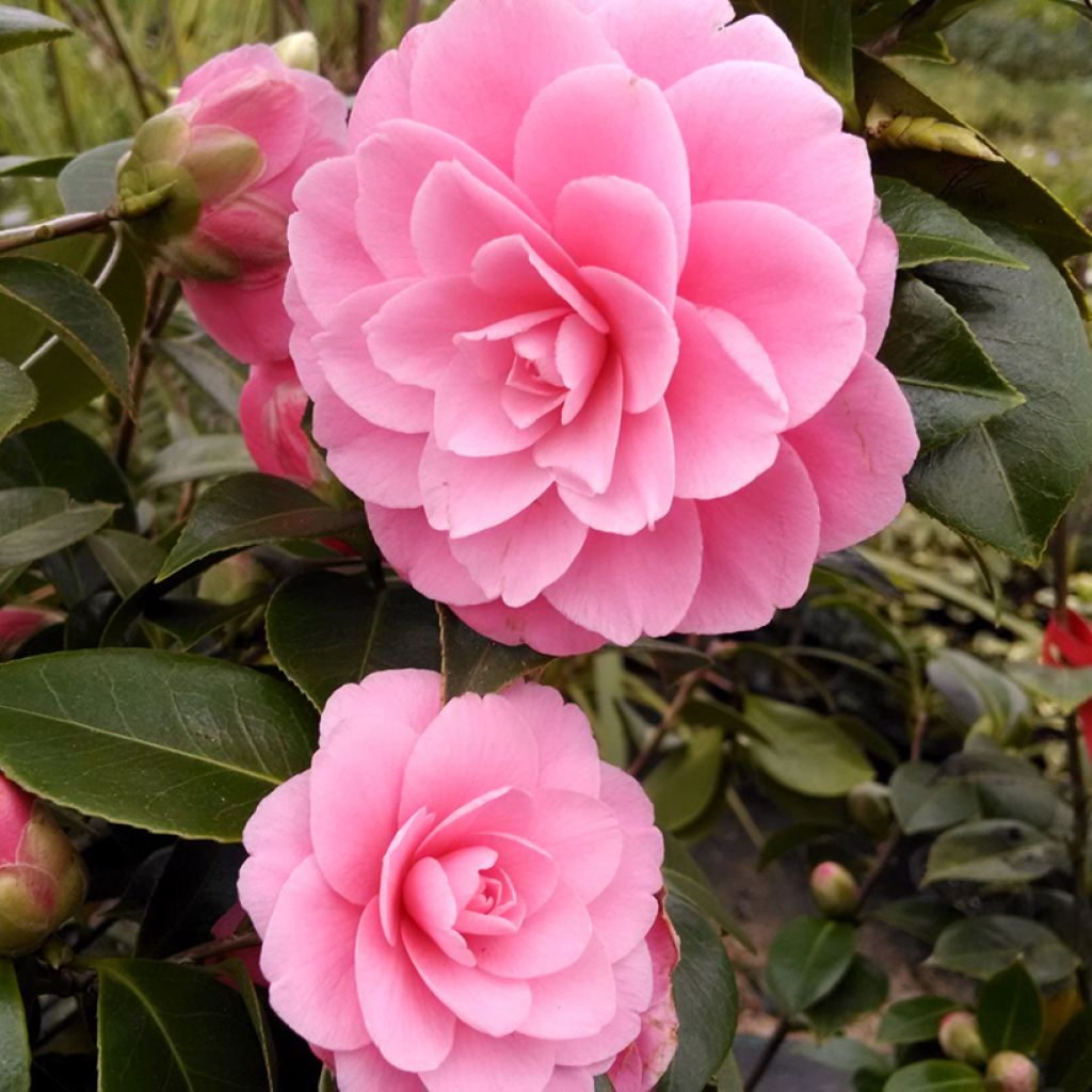 Camellia williamsii EG Waterhouse - Kamelie