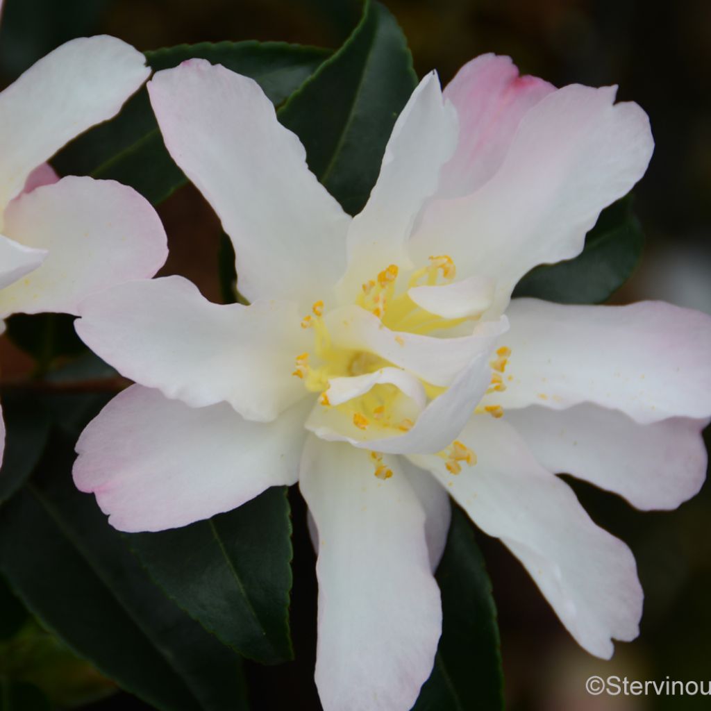 Camellia sasanqua Frosted Star - Herbstblühende Kamelie