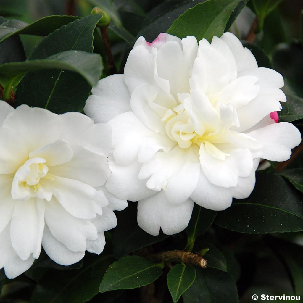 Camellia Fuji no Yuki - Kamelie