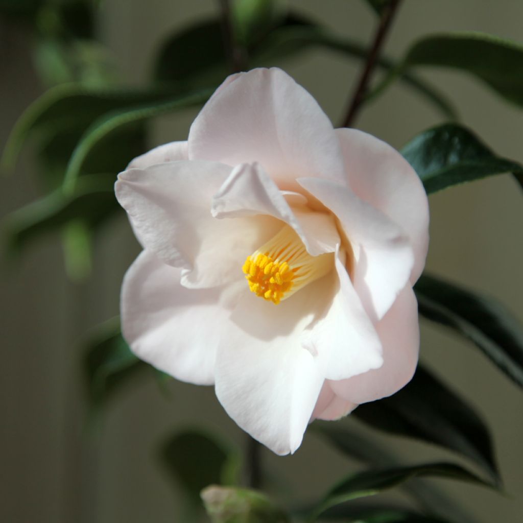 Camellia Hagoromo - Japanische Kamelie