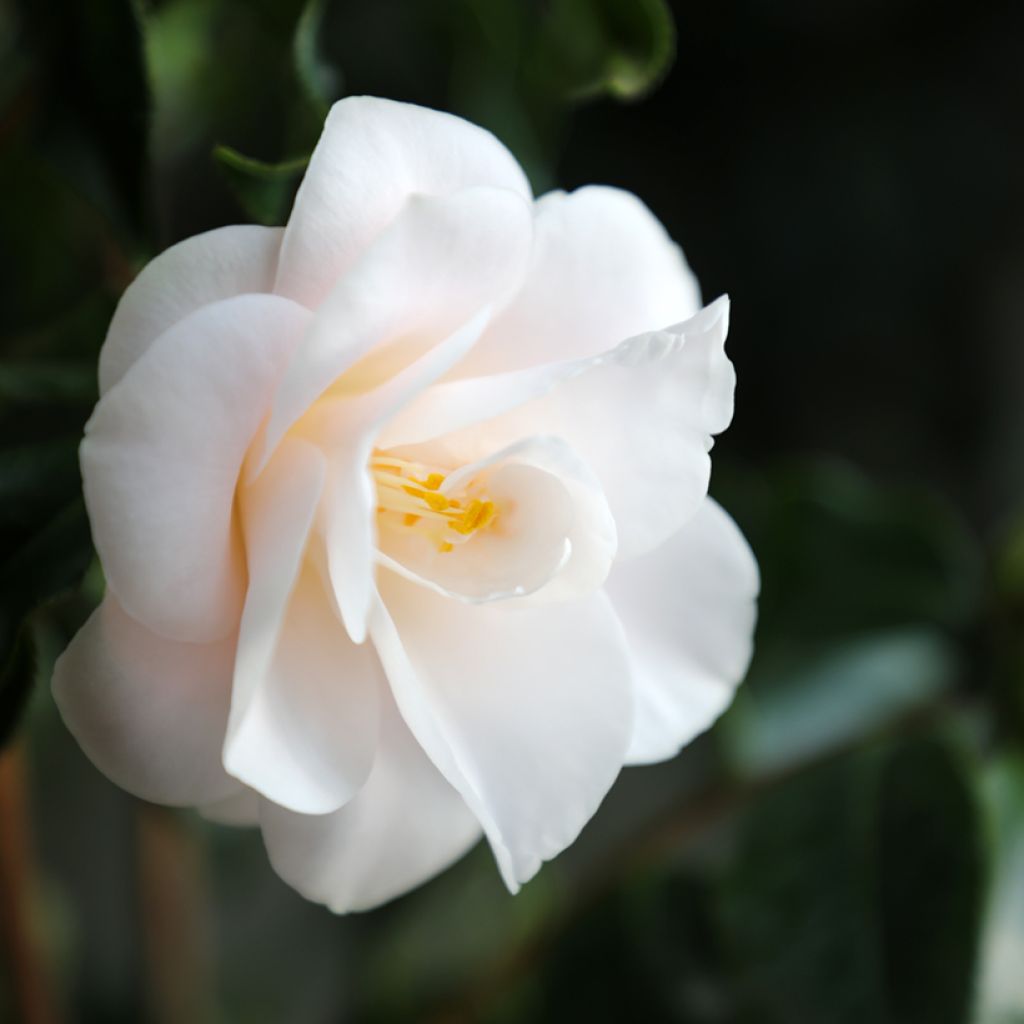 Camellia Hagoromo - Japanische Kamelie